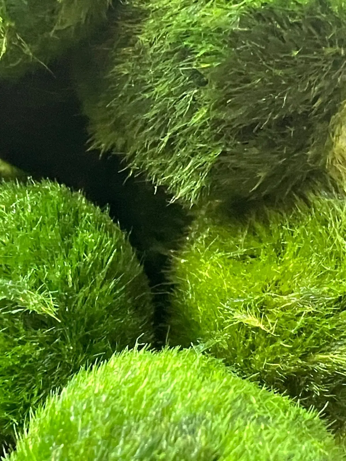 Marimo japonés sobre fondo blanco mostrando su tamaño real