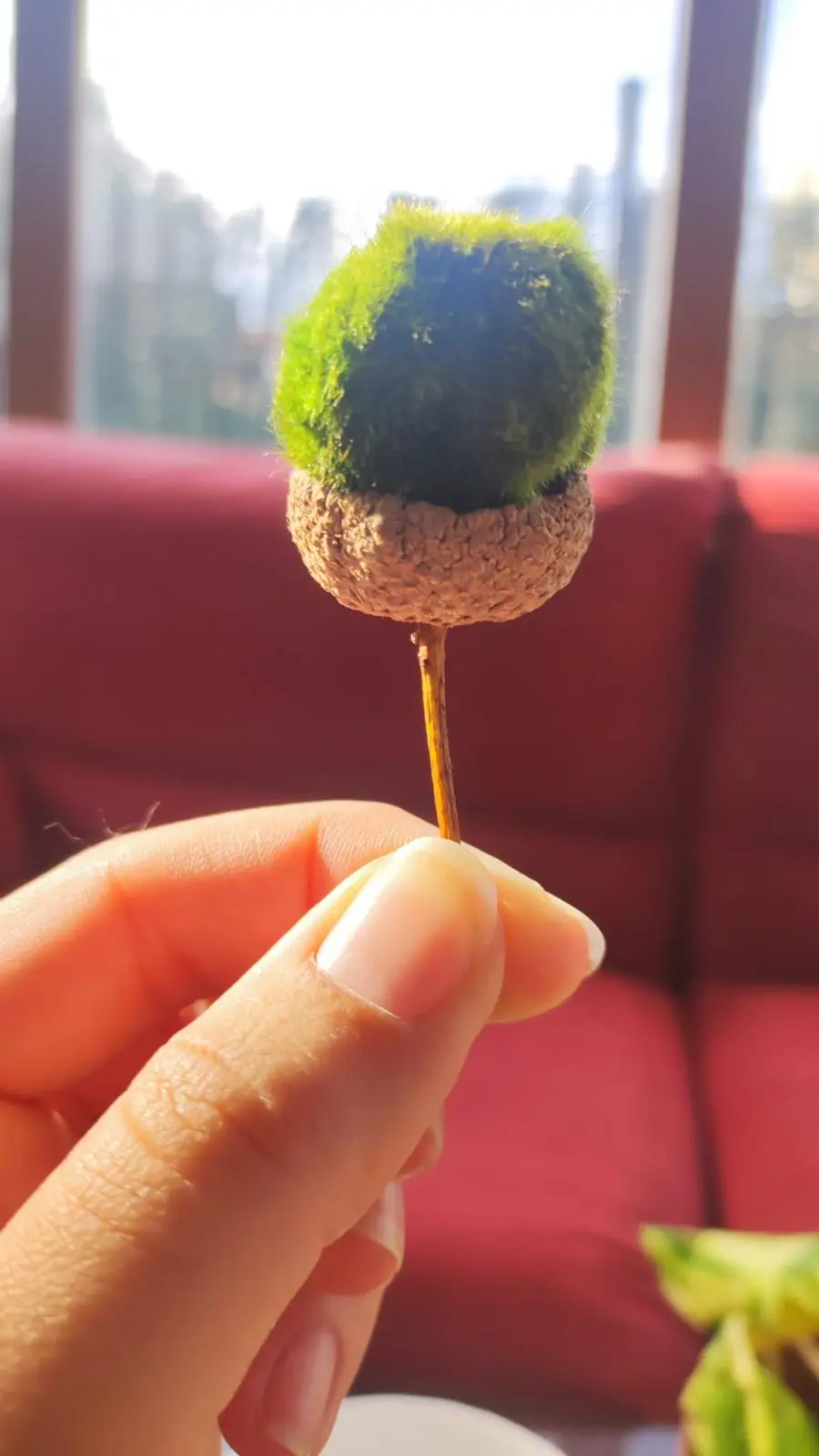 Marimo japonés real mostrando su textura aterciopelada característica