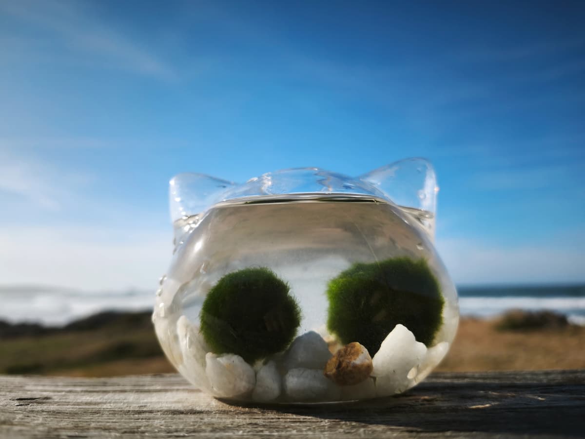 Marimo y gatito, el regalo perfecto para el Día de la Madre
