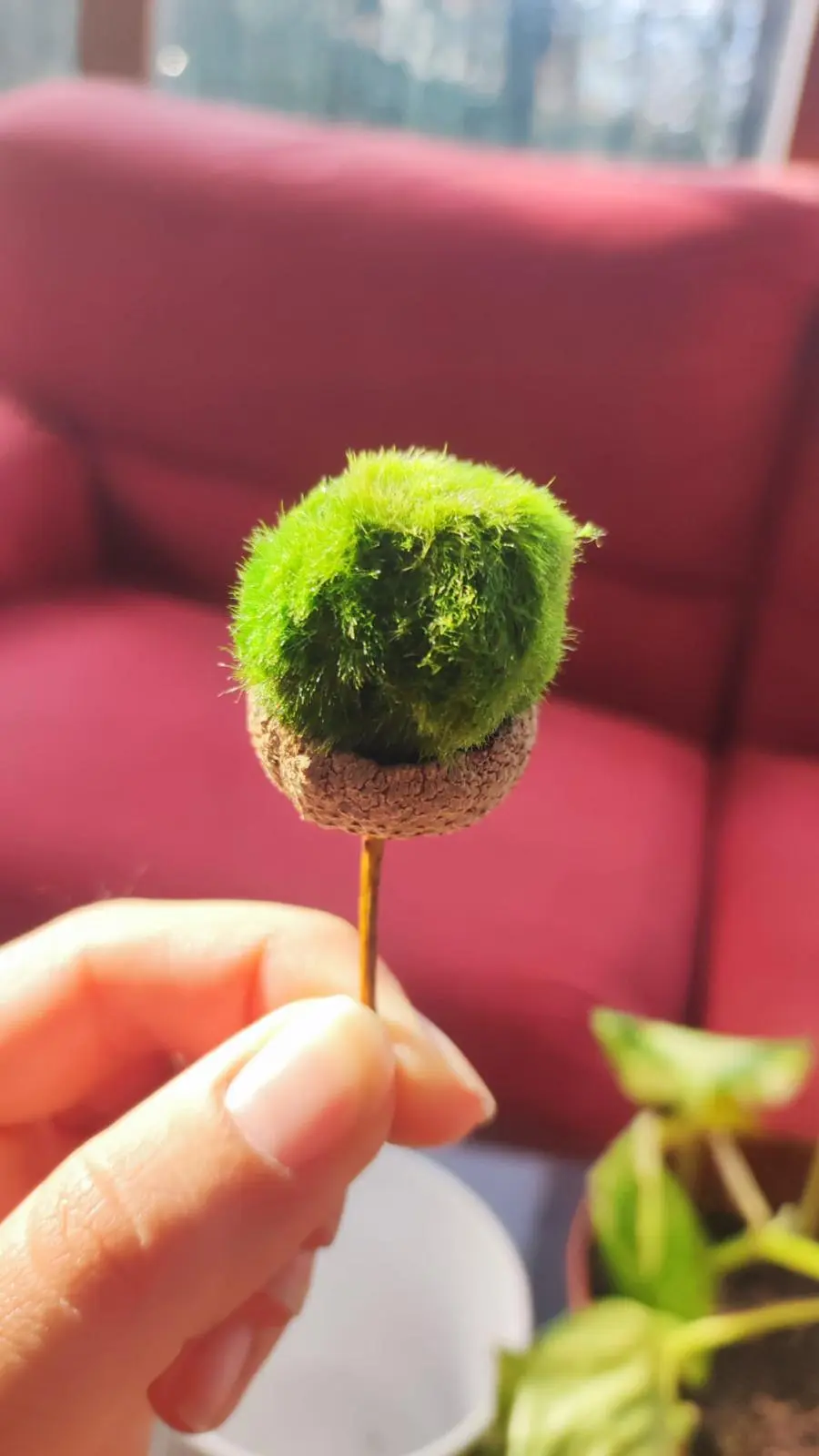 Marimo japonés auténtico en agua cristalina