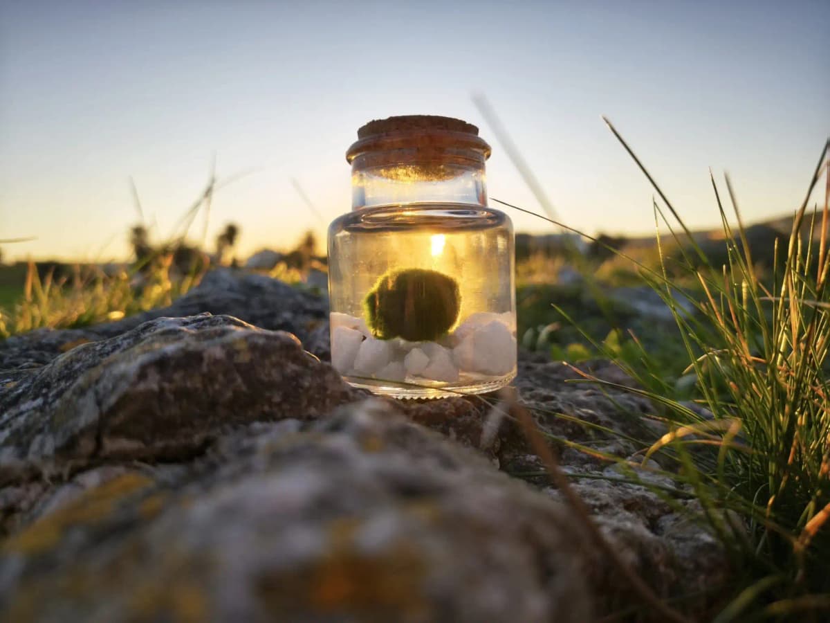 Marimo japonés en tarro de cristal como detalle de boda